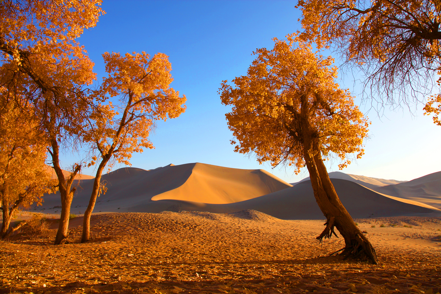 Desert Guardian: Euphrates Poplar