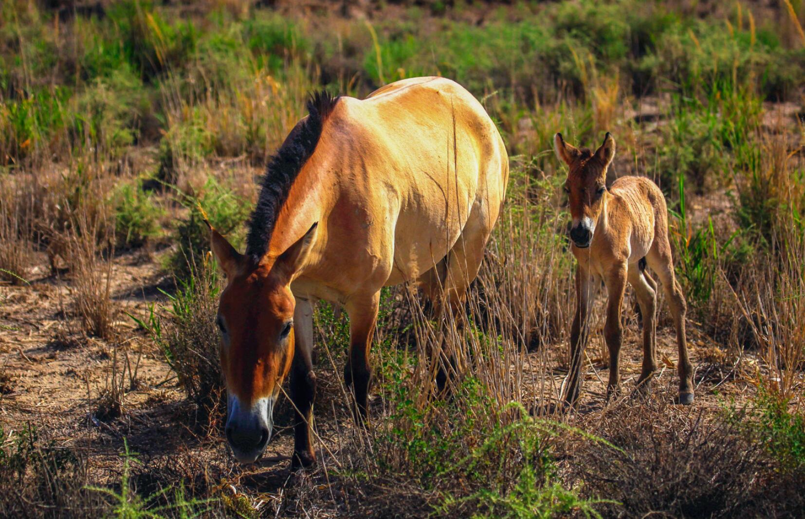 Przewalski's Horse