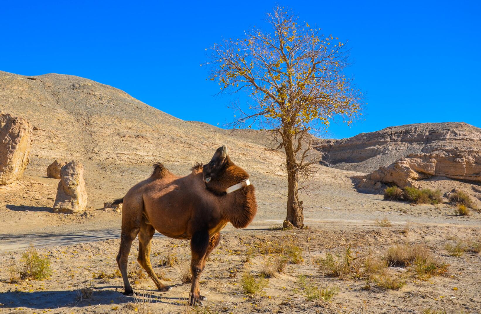 wild camel