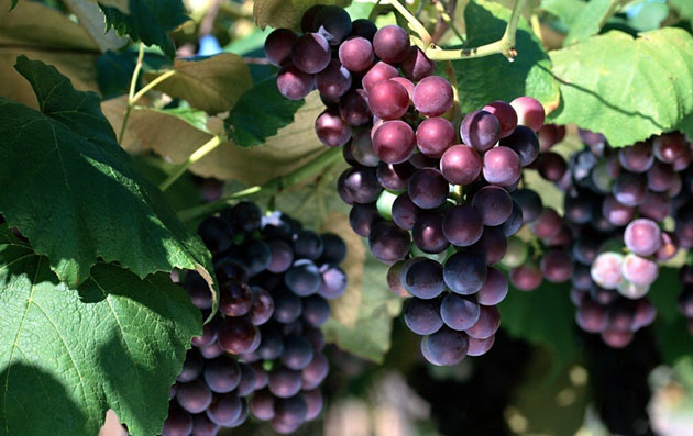 The grapes of the Yangguan